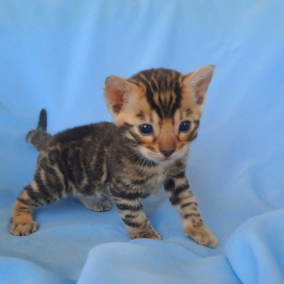 Bengal NOV King