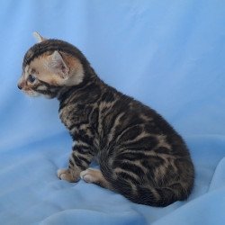 Bengal NOV King