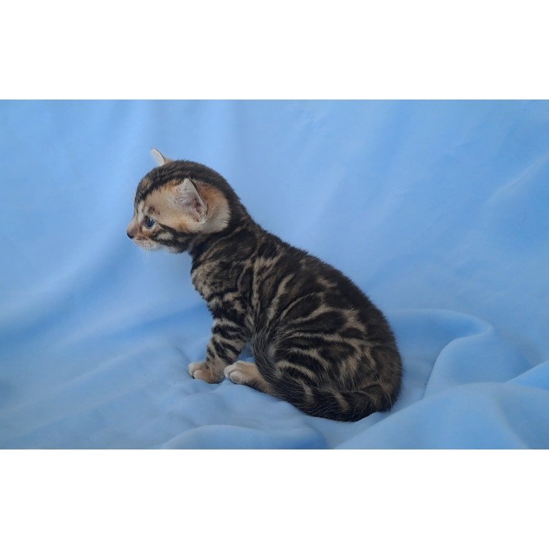Bengal NOV King