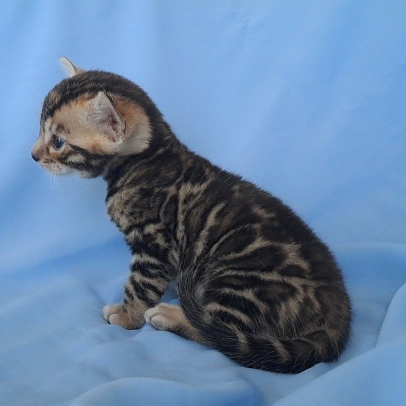 Bengal NOV King