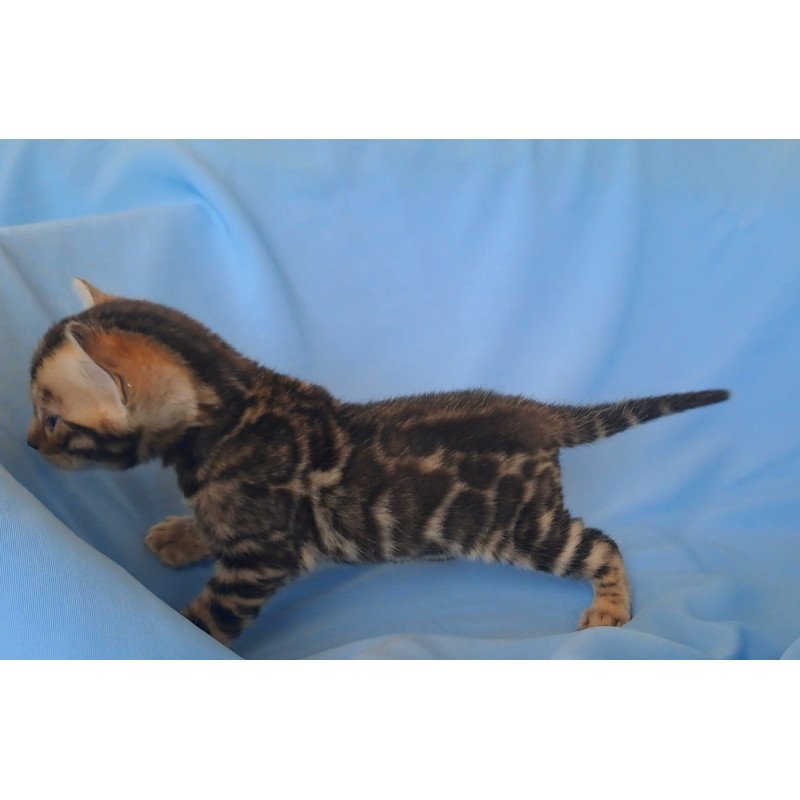 Bengal NOV King