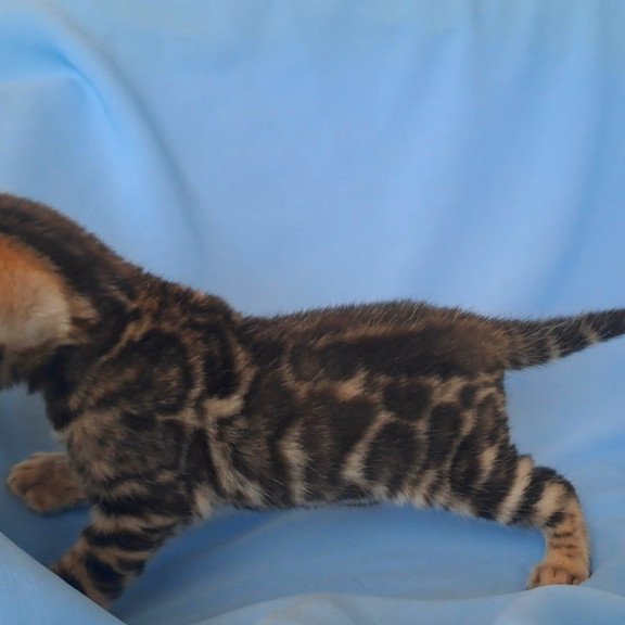 Bengal NOV King