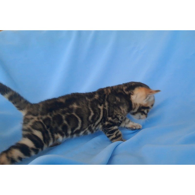 Bengal NOV King
