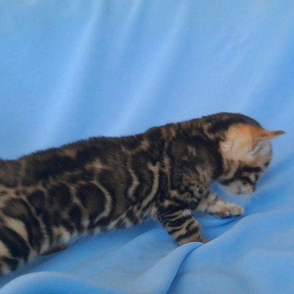 Bengal NOV King