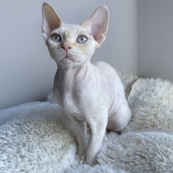 Devon Rex NOV Ivar Sunrise