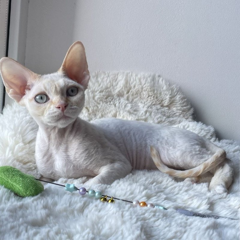 Devon Rex NOV Ivar Sunrise
