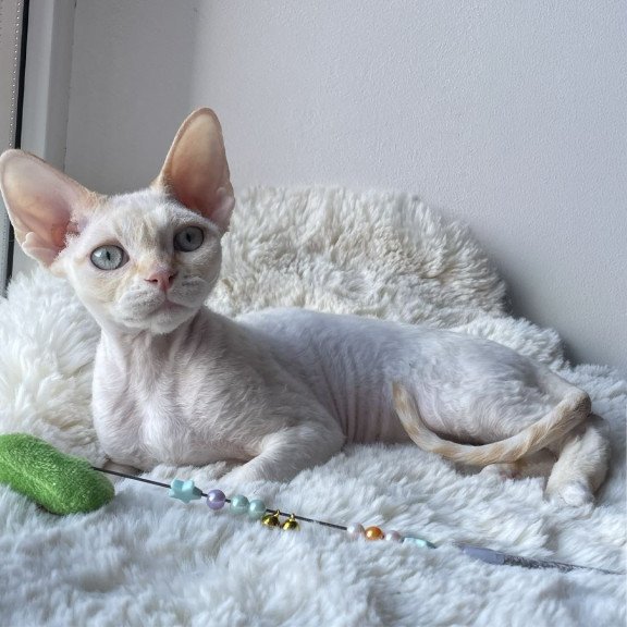 Devon Rex NOV Ivar Sunrise