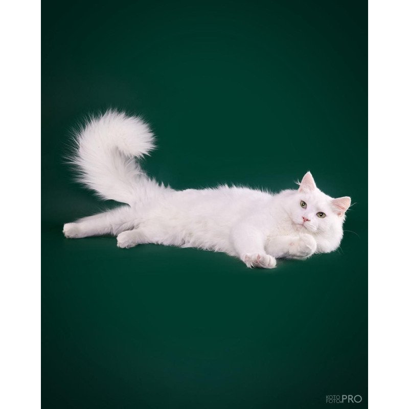 Siberian REZ Okean