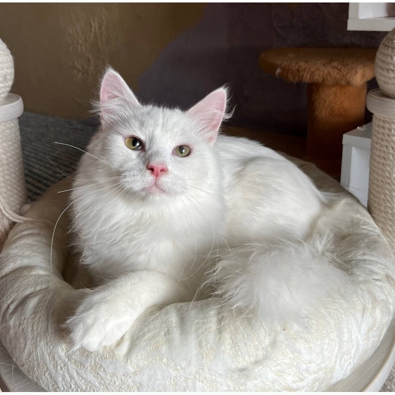 Siberian REZ Okean