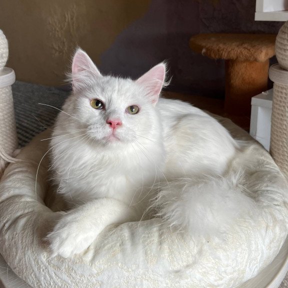 Siberian REZ Okean