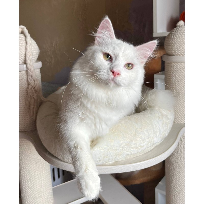 Siberian REZ Okean