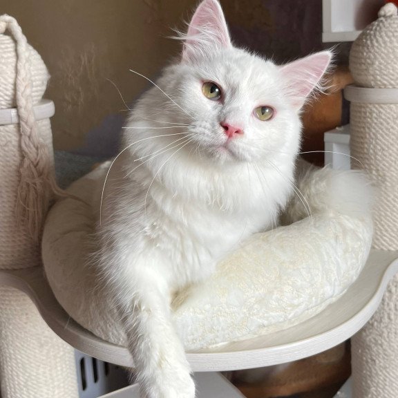 Siberian REZ Okean