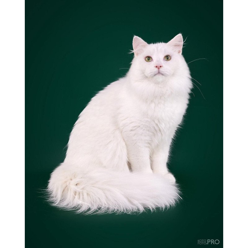 Siberian REZ Okean