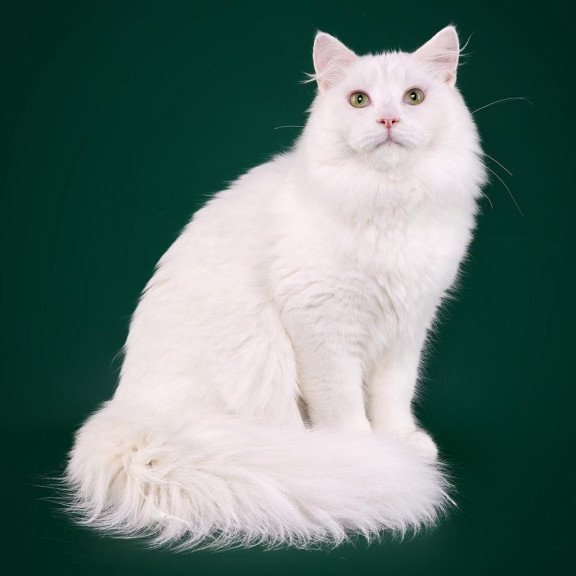 Siberian REZ Okean