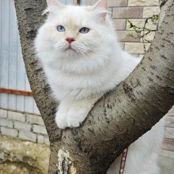 Siberian REZ Leon