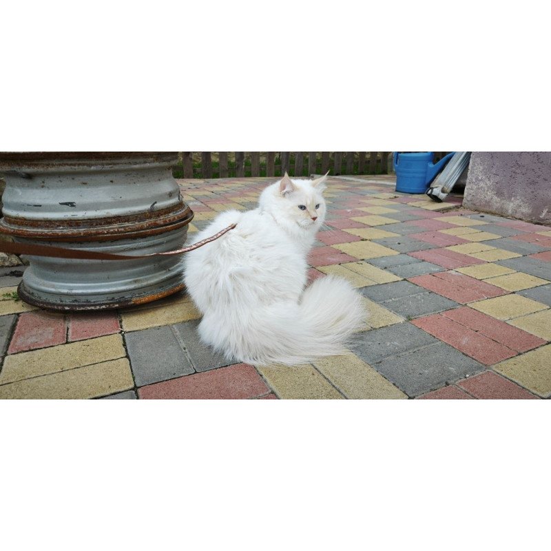 Siberian REZ Leon