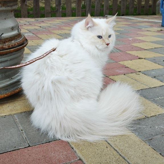 Siberian REZ Leon