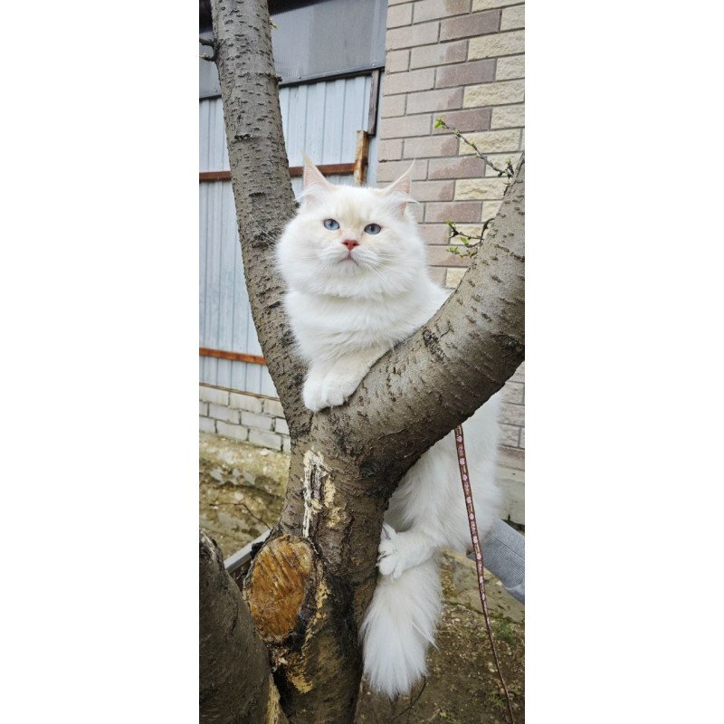 Siberian REZ Leon