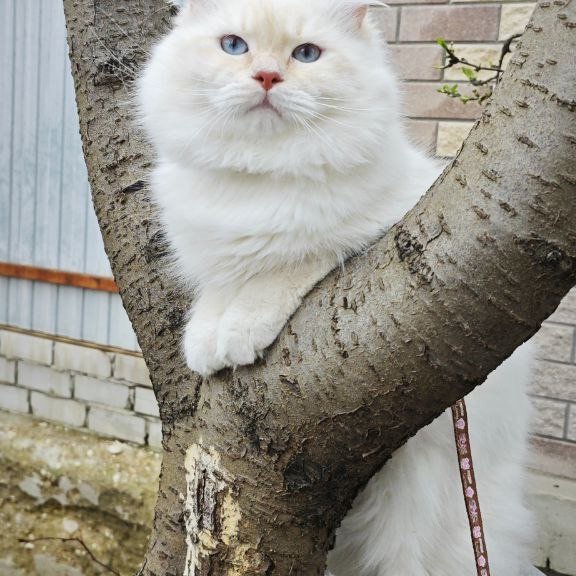 Siberian REZ Leon