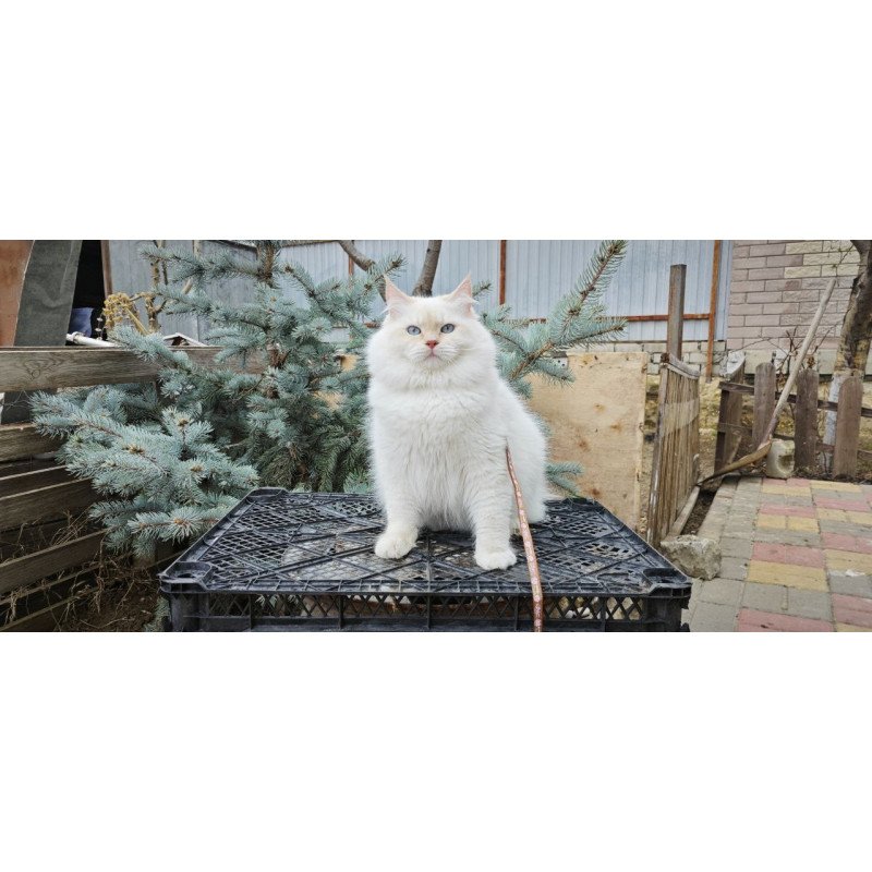 Siberian REZ Leon