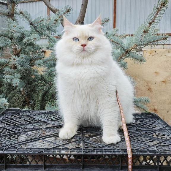 Siberian REZ Leon