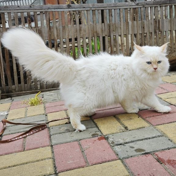 Siberian REZ Leon