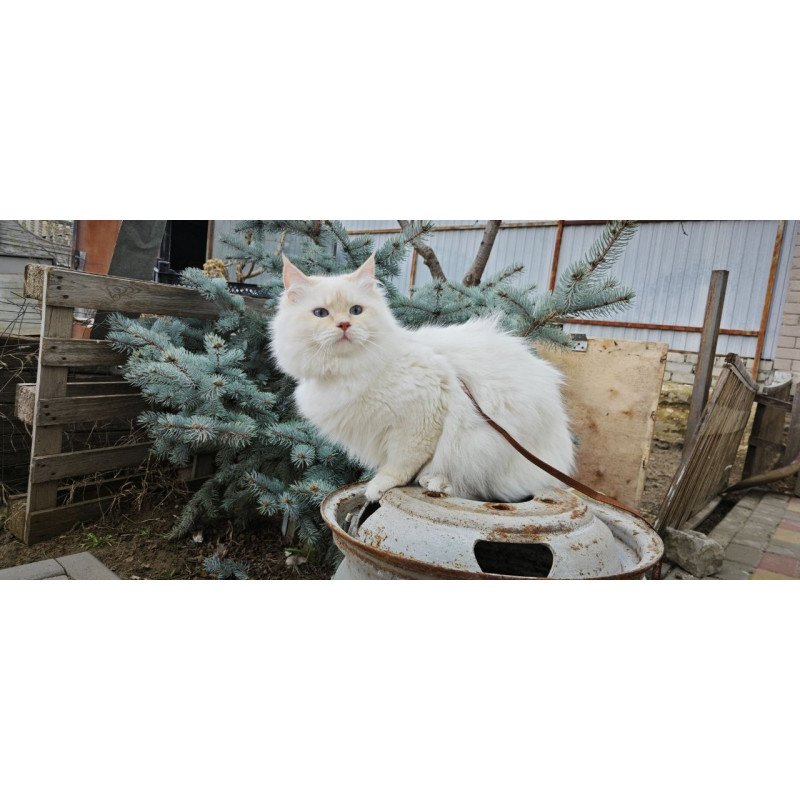Siberian REZ Leon