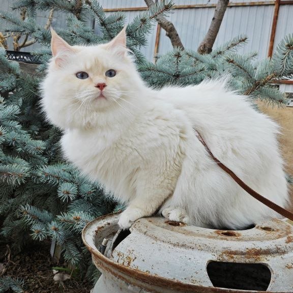 Siberian REZ Leon