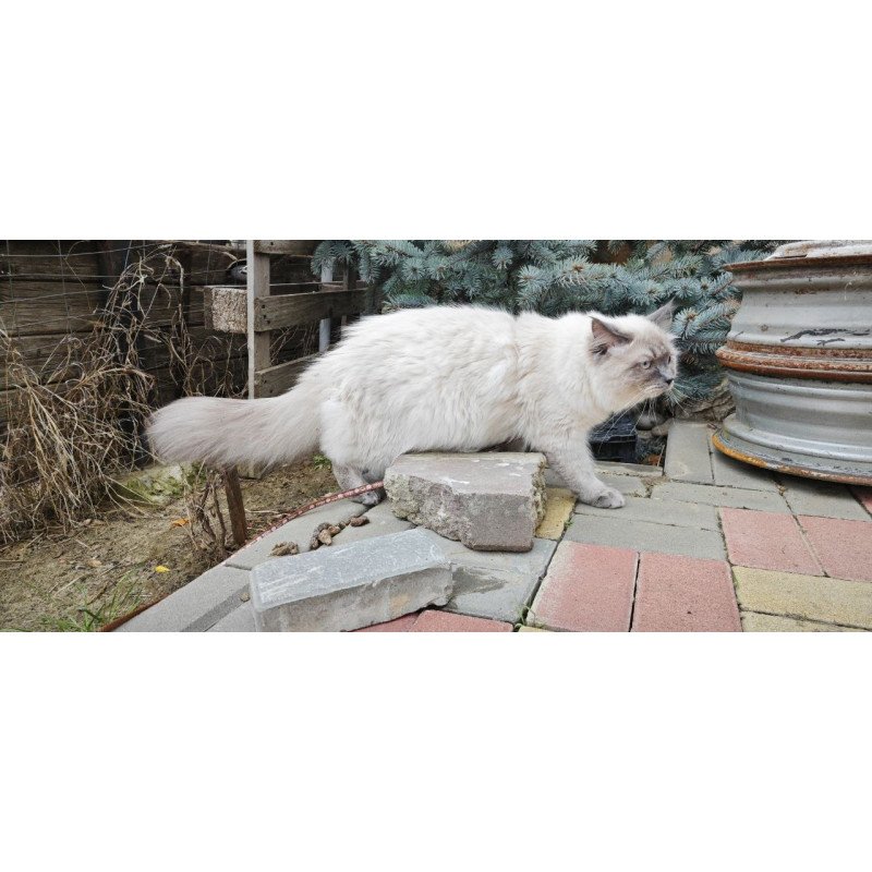 Siberian REZ Lex