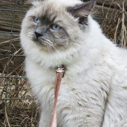 Siberian REZ Lex