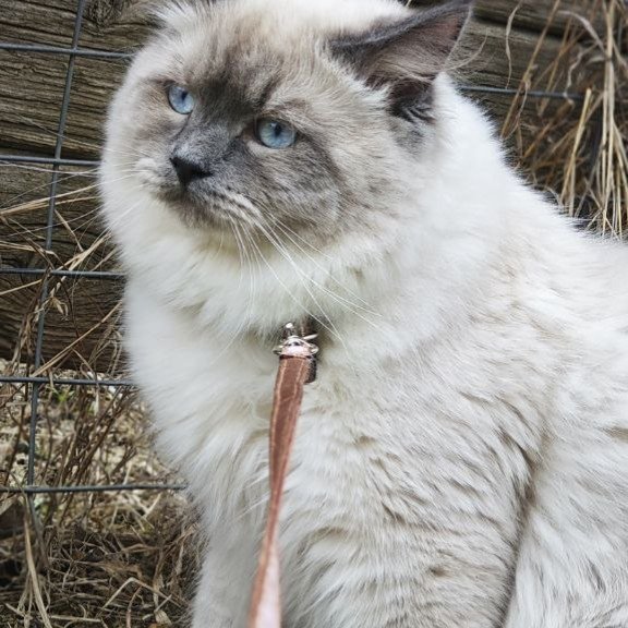 Siberian REZ Lex
