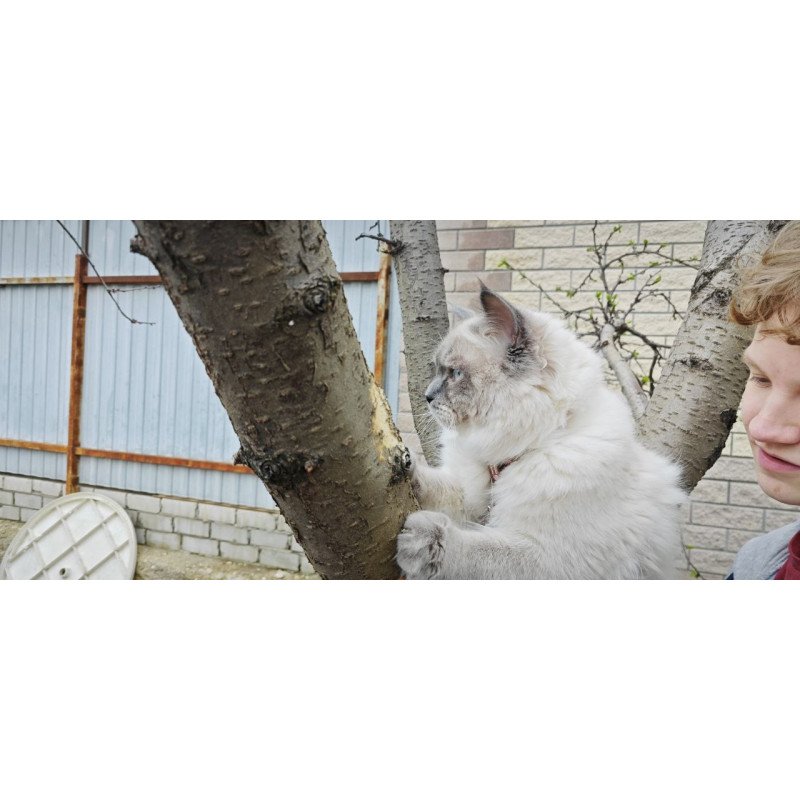 Siberian REZ Lex