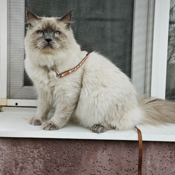 Siberian REZ Lex