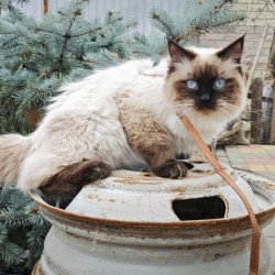 Siberian REZ Lyubim