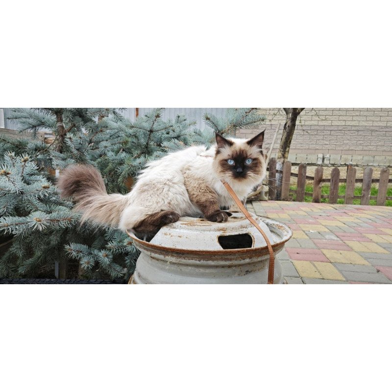 Siberian REZ Lyubim