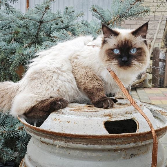Siberian REZ Lyubim
