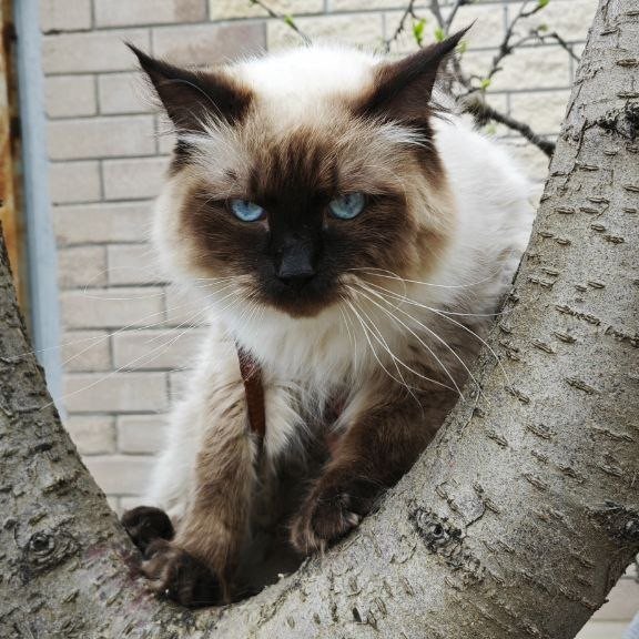 Siberian REZ Lyubim