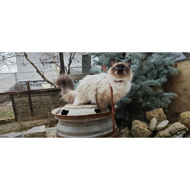 Siberian REZ Lyubim