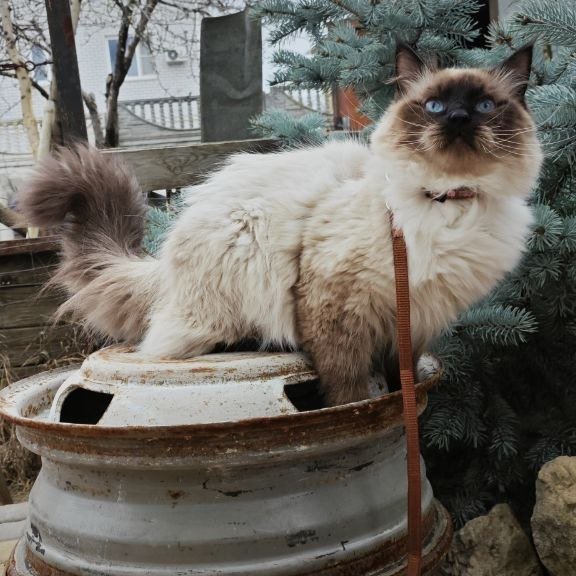 Siberian REZ Lyubim