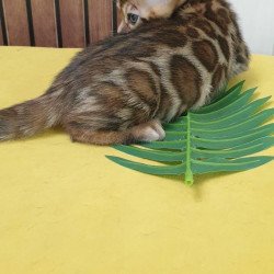 Bengal TB Bruno