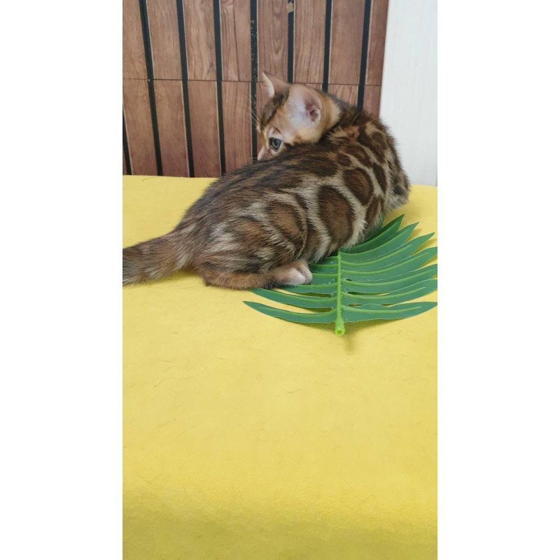 Bengal TB Bruno
