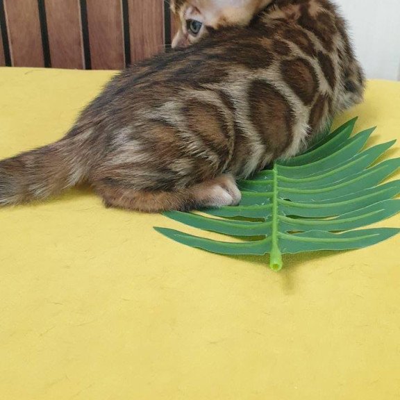 Bengal TB Bruno