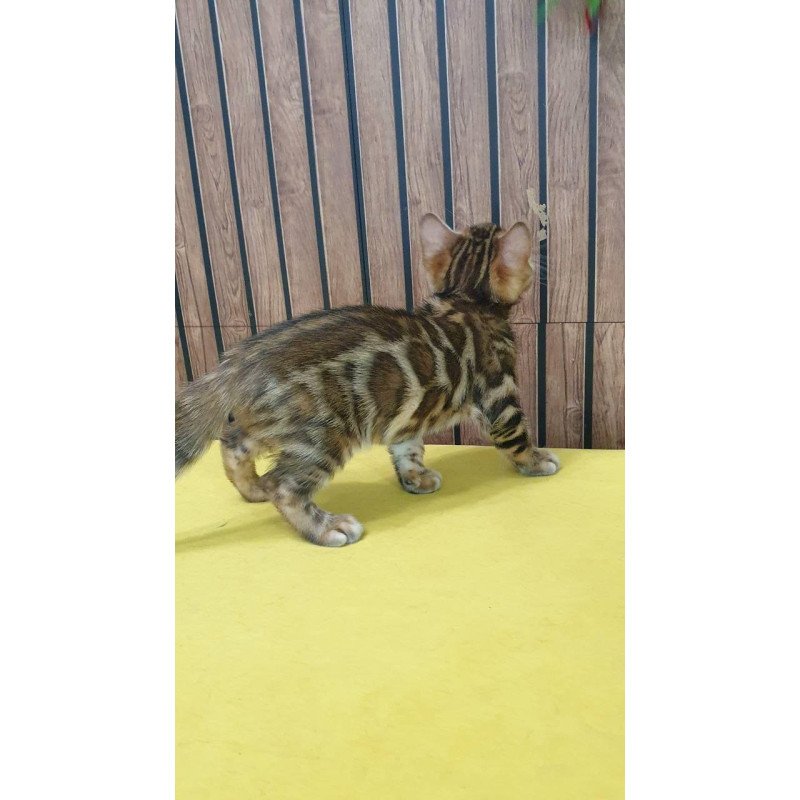 Bengal TB Bruno