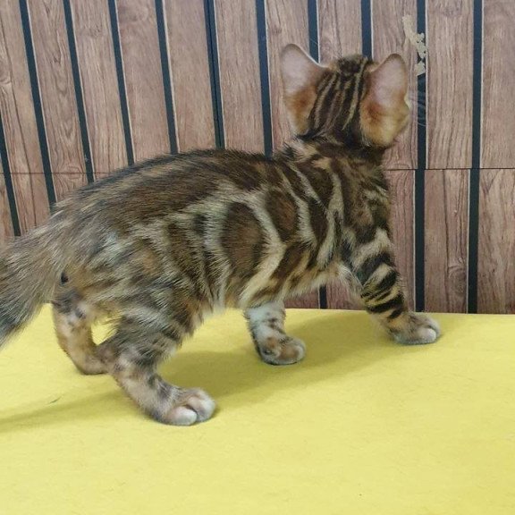 Bengal TB Bruno