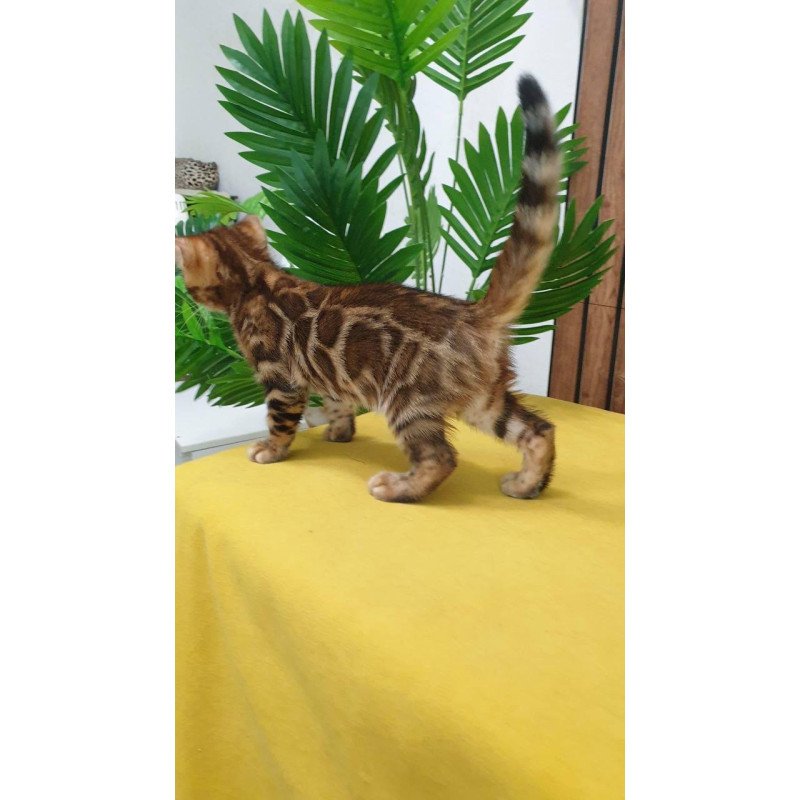 Bengal TB Bruno