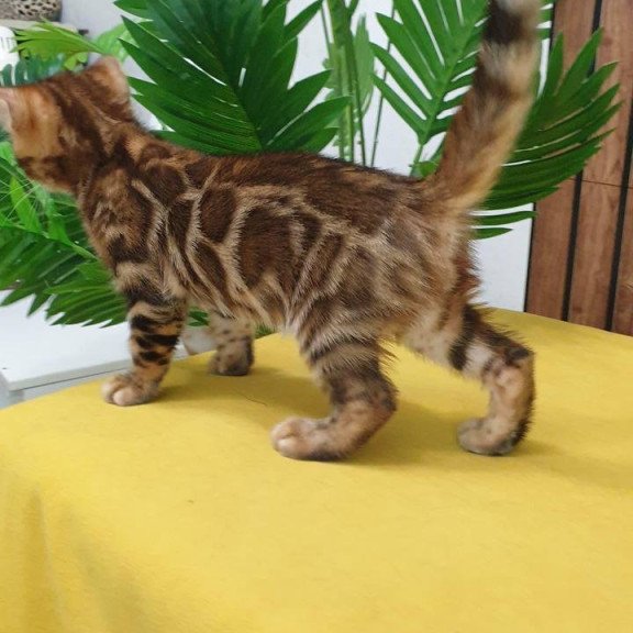 Bengal TB Bruno