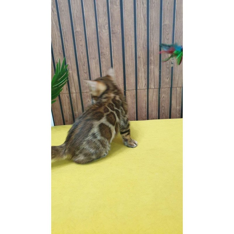 Bengal TB Bruno