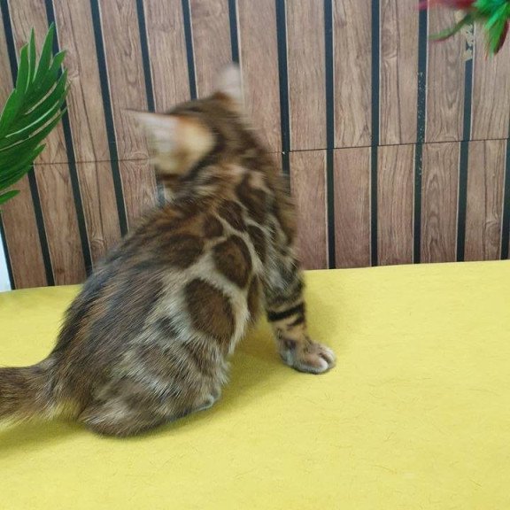 Bengal TB Bruno