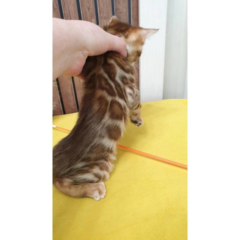Bengal TB Barney