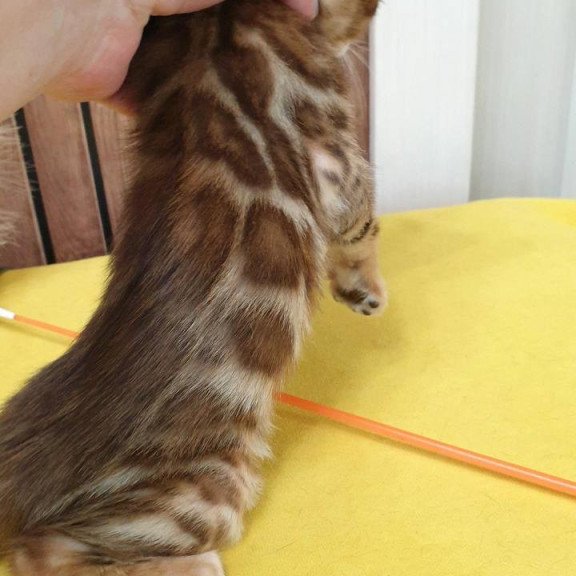 Bengal TB Barney